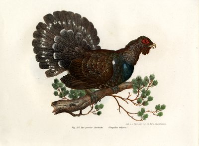 Wood Grouse by German School